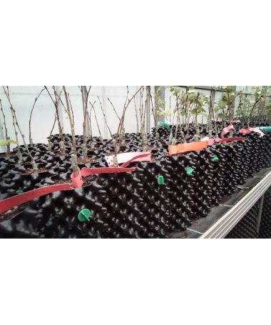 AIR-POTS 3L SUPER ROOTS TOPF - 2