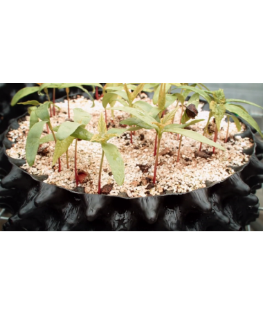 AIR-POTS 3L SUPER ROOTS TOPF - 4