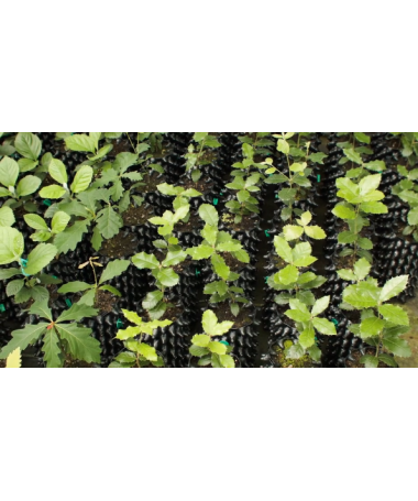 AIR-POTS 3L SUPER ROOTS TOPF - 5