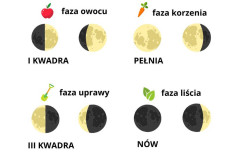 Lunar calendar 2026 – the best days for sowing, planting and starting cultivation