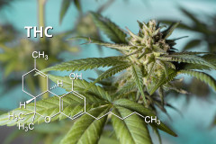 THC in the body: saliva, blood and urine – how long can it be detected?