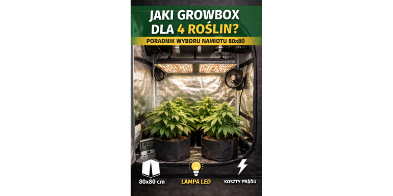 What grow box for 4 plants? A complete guide to choosing a grow tent