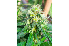 Jak odróżnić konopie indyjskie od konopi siewnych? Praktyczny i rzetelny poradnik