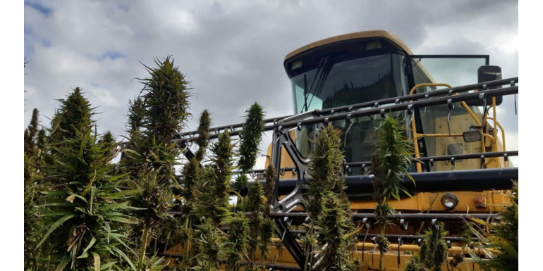 When to harvest hemp? How to recognise the ideal moment for harvesting + lunar calendar 2026