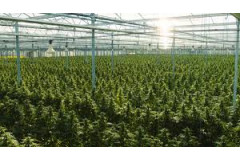 ANBAU VON CBD-HANF IN POLEN