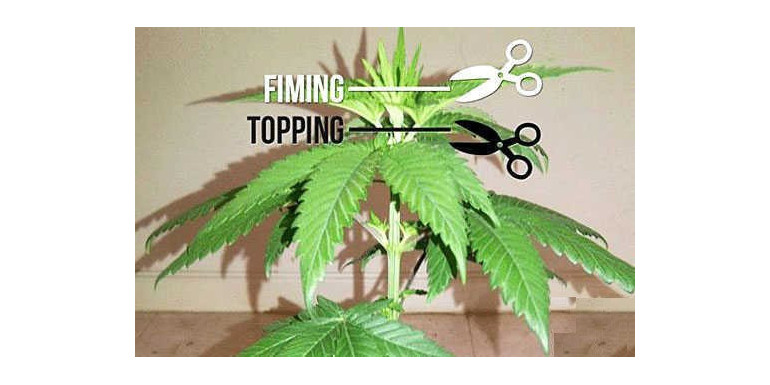 Trening roślin: Topping i FIM (fimming) jak wykonać?