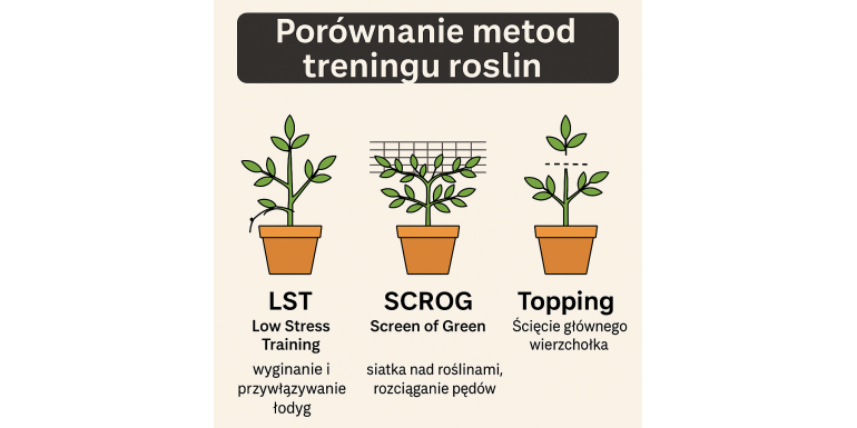 Jak trenować rośliny? LST, SCROG i topping w pigułce